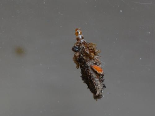 Dahlica triquetrella